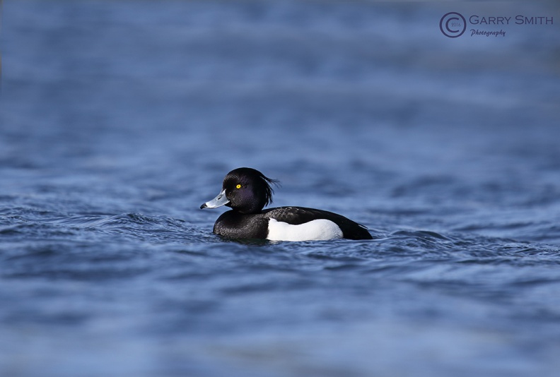 Tufted Duck (Aythya fuligula) Garry Smith.jpg